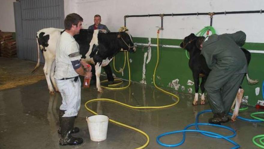 Preparación de ganado, ayer, en el recinto ferial lalinense.