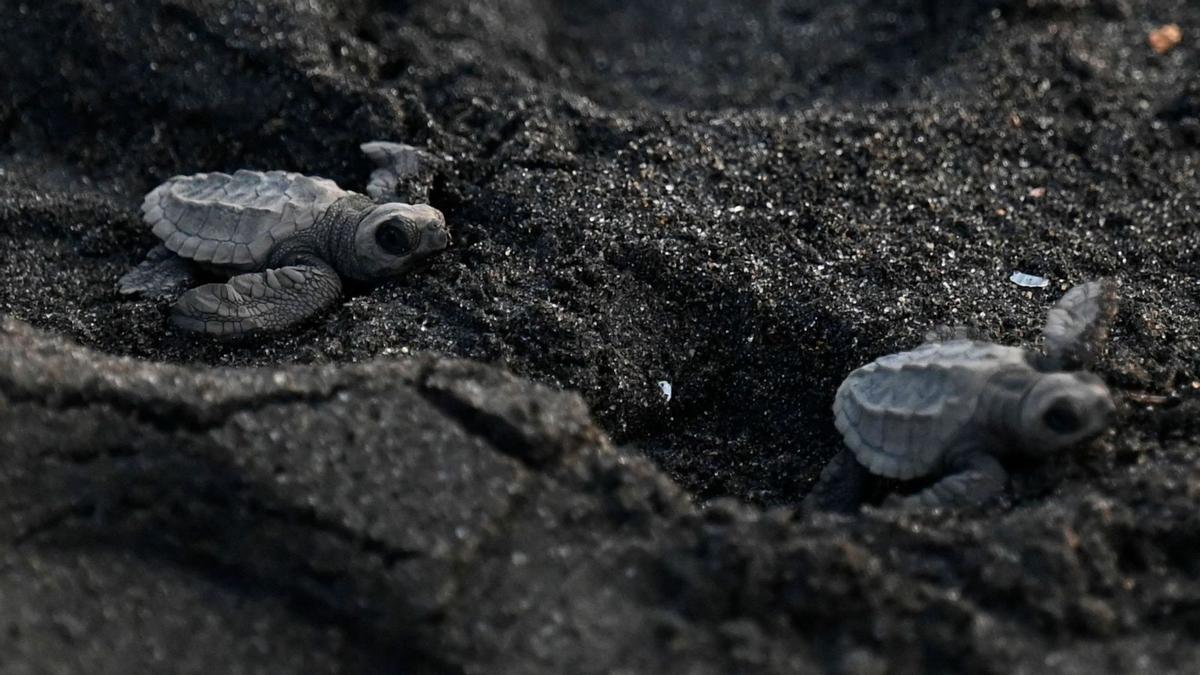 Crías de tortuga negra (Chelonia mydas agassizzii) se dirigen hacia el mar tras de ser liberadas en la playa de Sipacate, a unos 135 km al sur de Ciudad de Guatemala, el 19 de octubre de 2022.