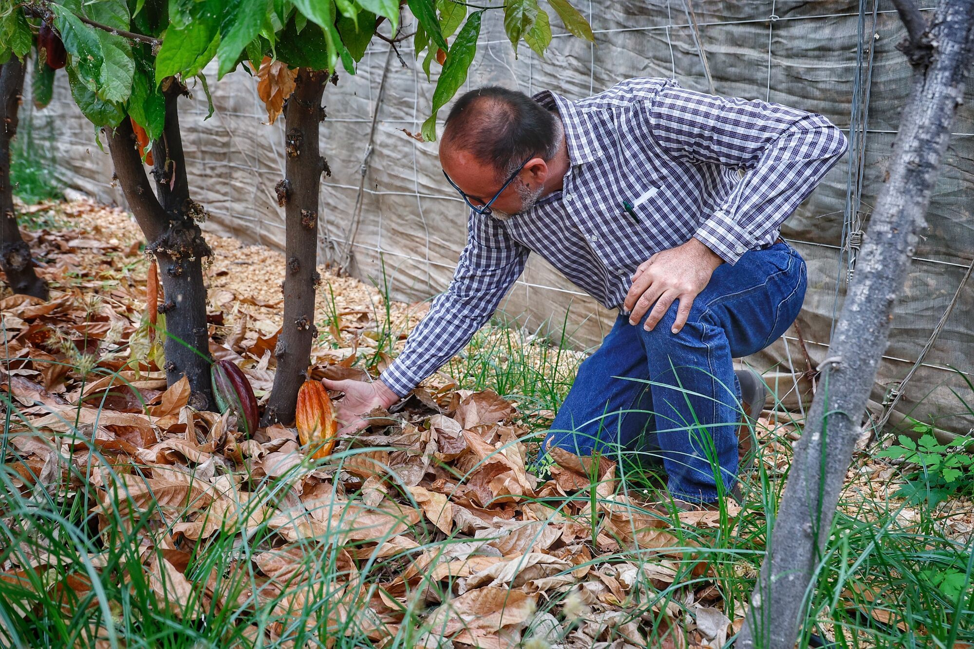 Finca de cacao en Valle de Guerra