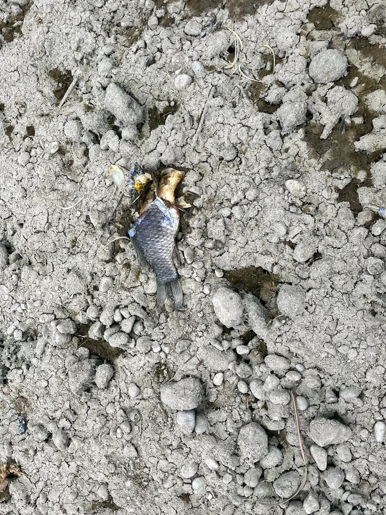 Un pez muerto sobre el lodo seco del lago del Assut d&#039;en Carròs