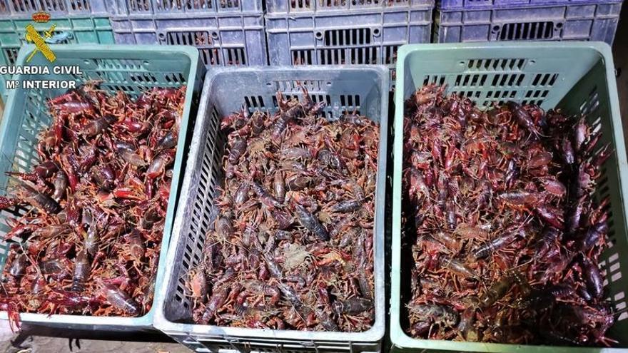 Interceptan en Almendralejo 1.500 kilos de cangrejos rojos de río en transporte ilegal