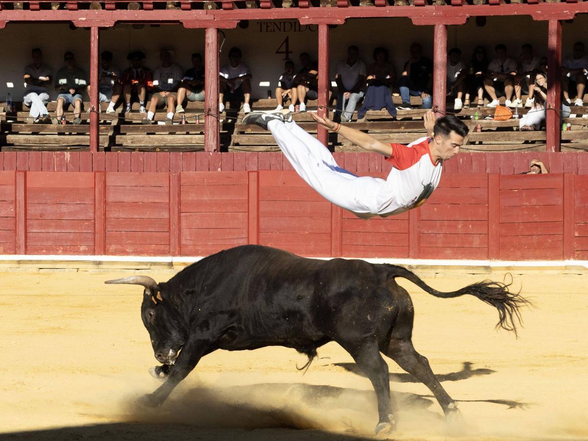 Concurso de cortes, Toro 2026