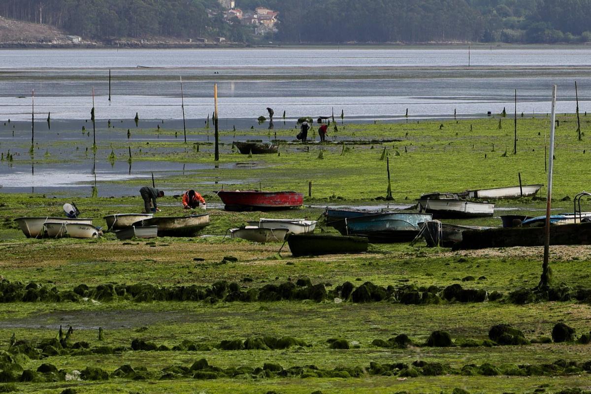 Los parques de cultivo de Carril, invadidos por un denso manto de algas.