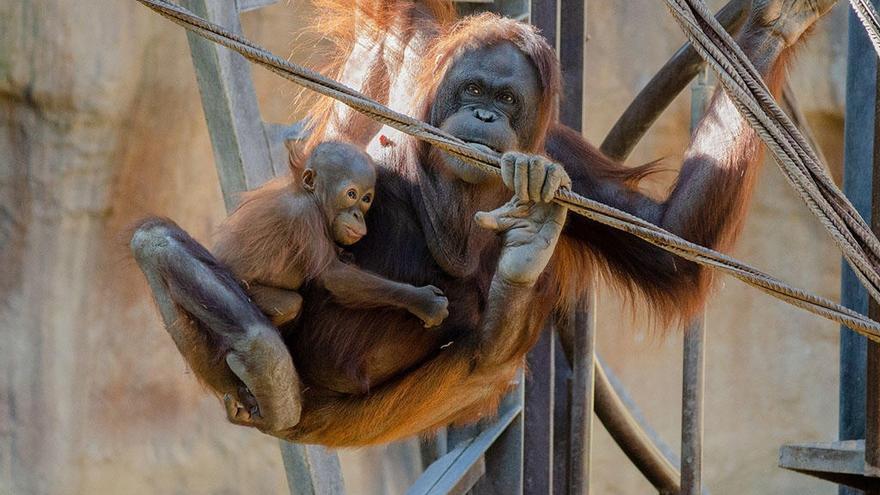 Bioparc Fuengirola destina casi 30.000€ a proyectos de conservación de la biodiversidad