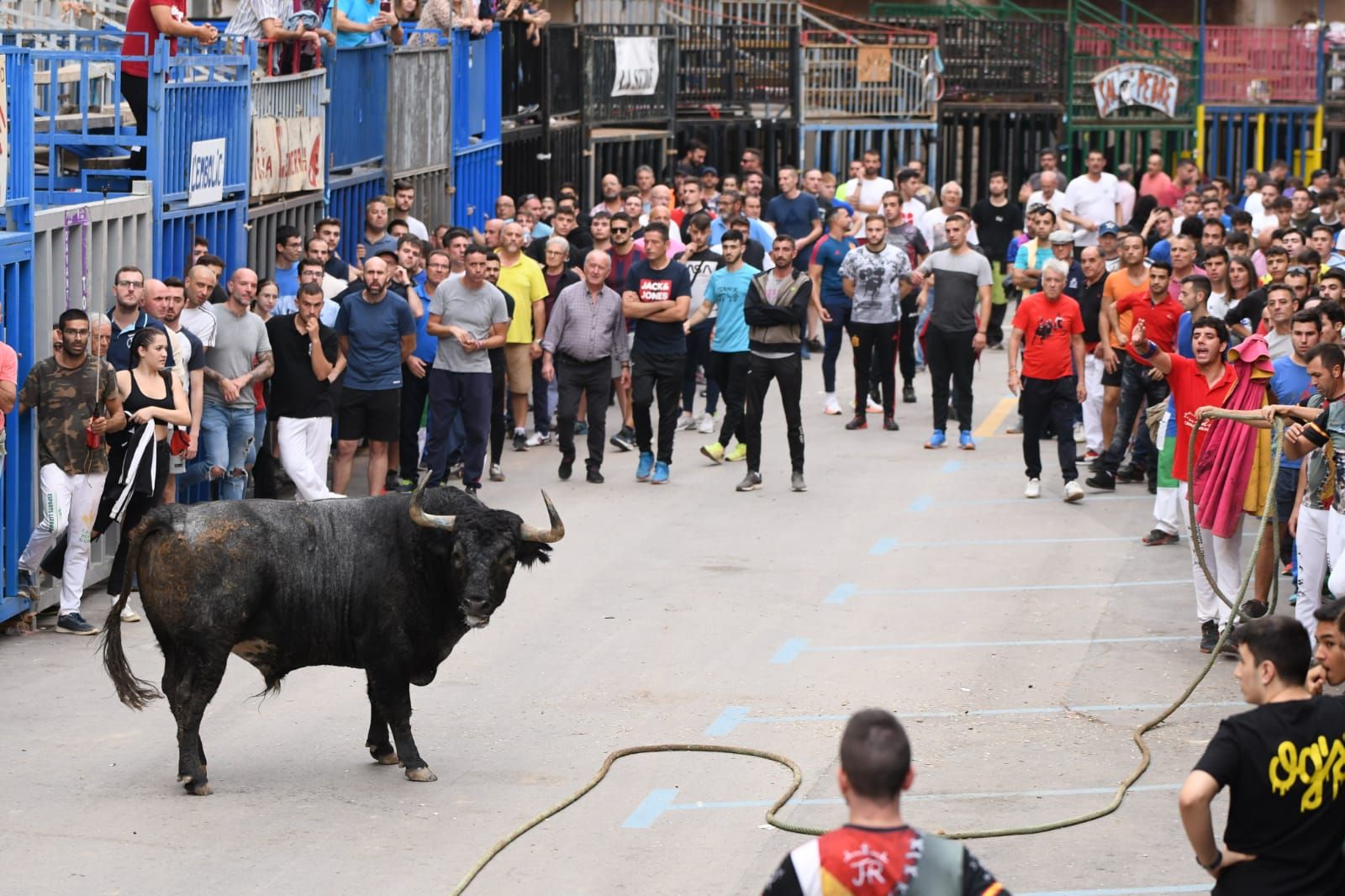 Exhibición de cuatro toros de Partida Resina en Onda