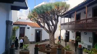 La nueva vida del drago más antiguo de Arucas tras el ataque de plagas