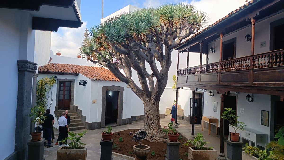 El drago centenario, este jueves, en el patio de la casa tradicional canaria de la Casa de la Cultura de Arucas.