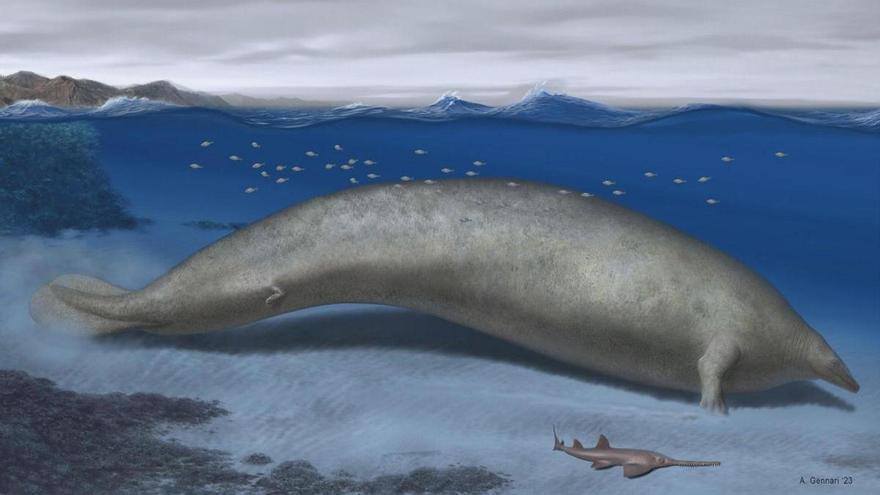Esta es la criatura que ha arrebatado a la ballena azul el título de animal más pesado de todos los tiempos