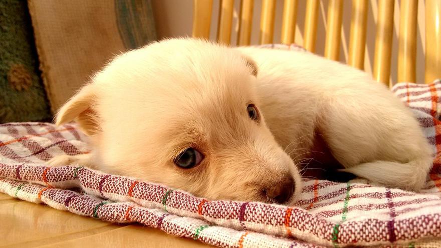 Olvídate del calor y ayuda a tu mascota a superar las altas temperaturas con estas camas refrescantes