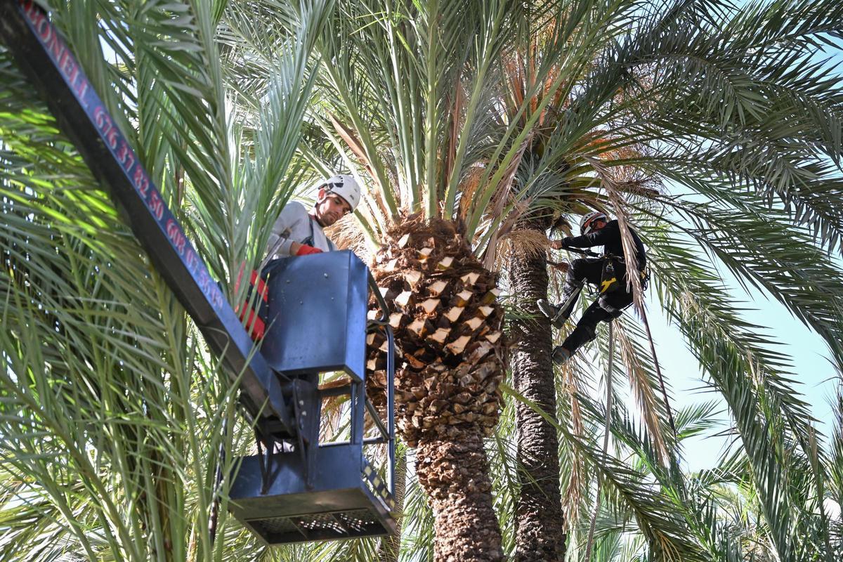 El Palmeral de Elche fue declarado Patrimonio de la Humanidad en 2000