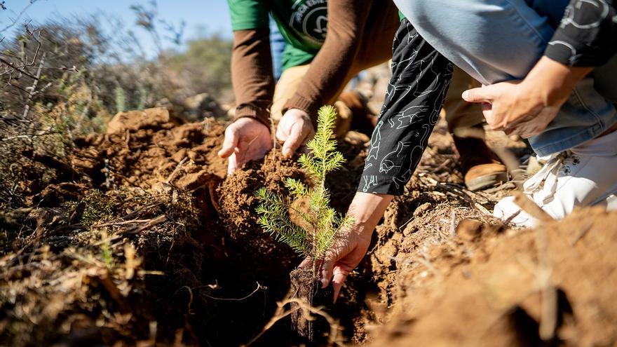 “Comprometidos con Nuestros Bosques” planta 3.200 árboles en “El Robledal y La Sauceda”