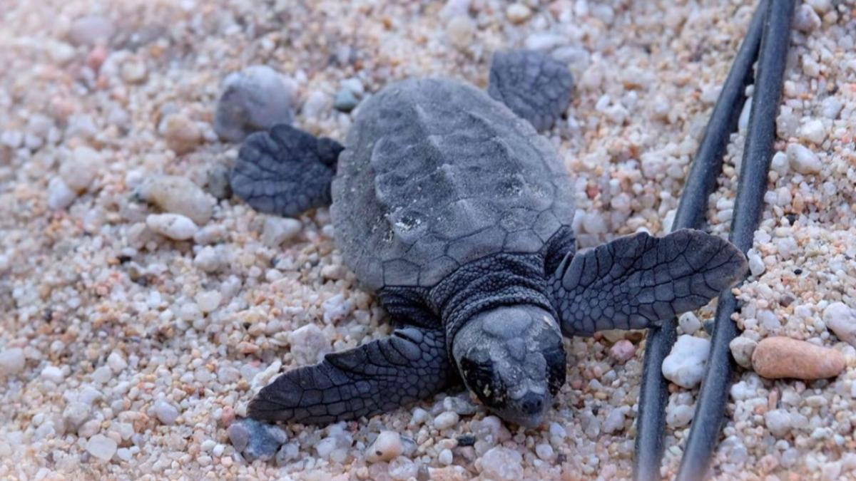 Primera cría de tortuga boba nacida en la playa de Mataró