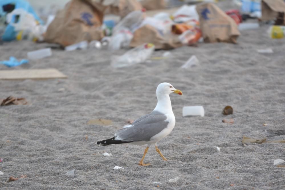 Así amanecieron playas de la ensenada del Orzán