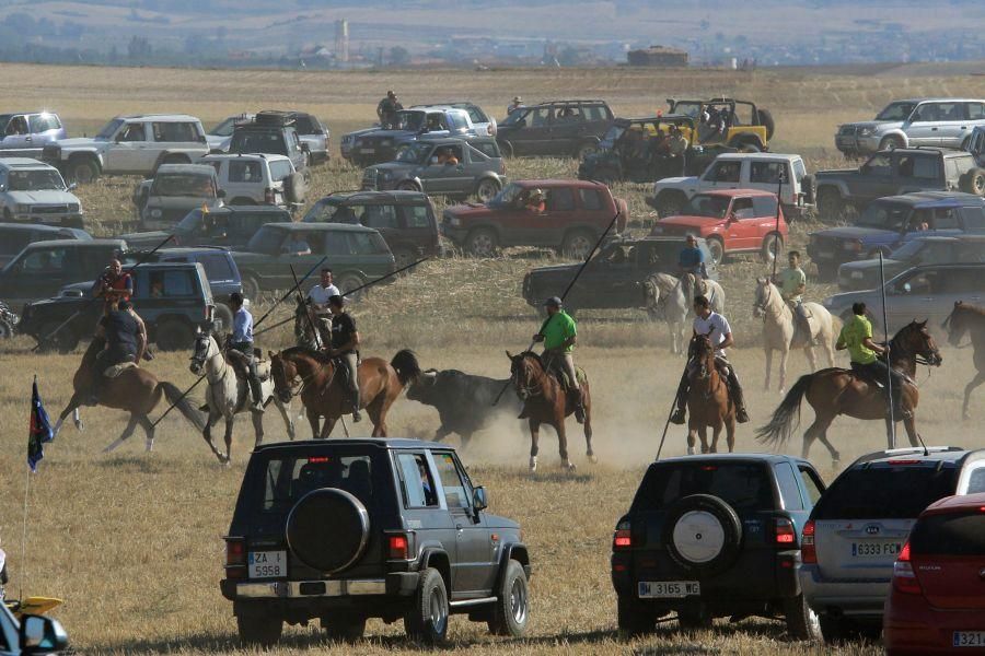 Fiestas en Moraleja del Vino: Encierro