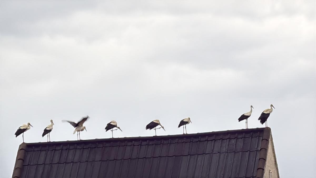 Posadas sobre un tejado en Montserrat.