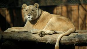 Una leona en el zoo de Tbilisi, capital de Georgia.