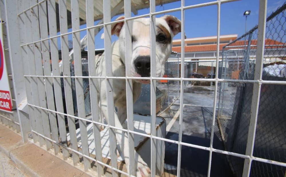 Instalaciones del refugio de animales de Benimàmet