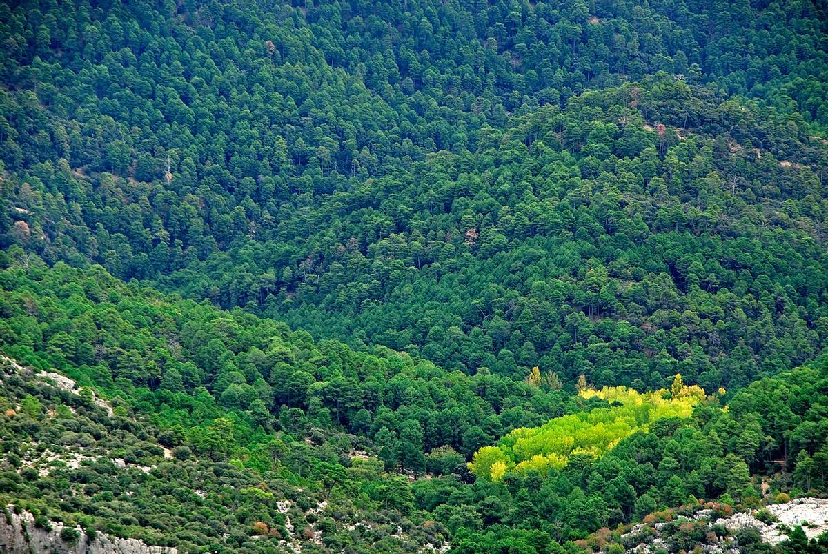 Aquí encontrarás algunos de los bosques más frondosos de España.