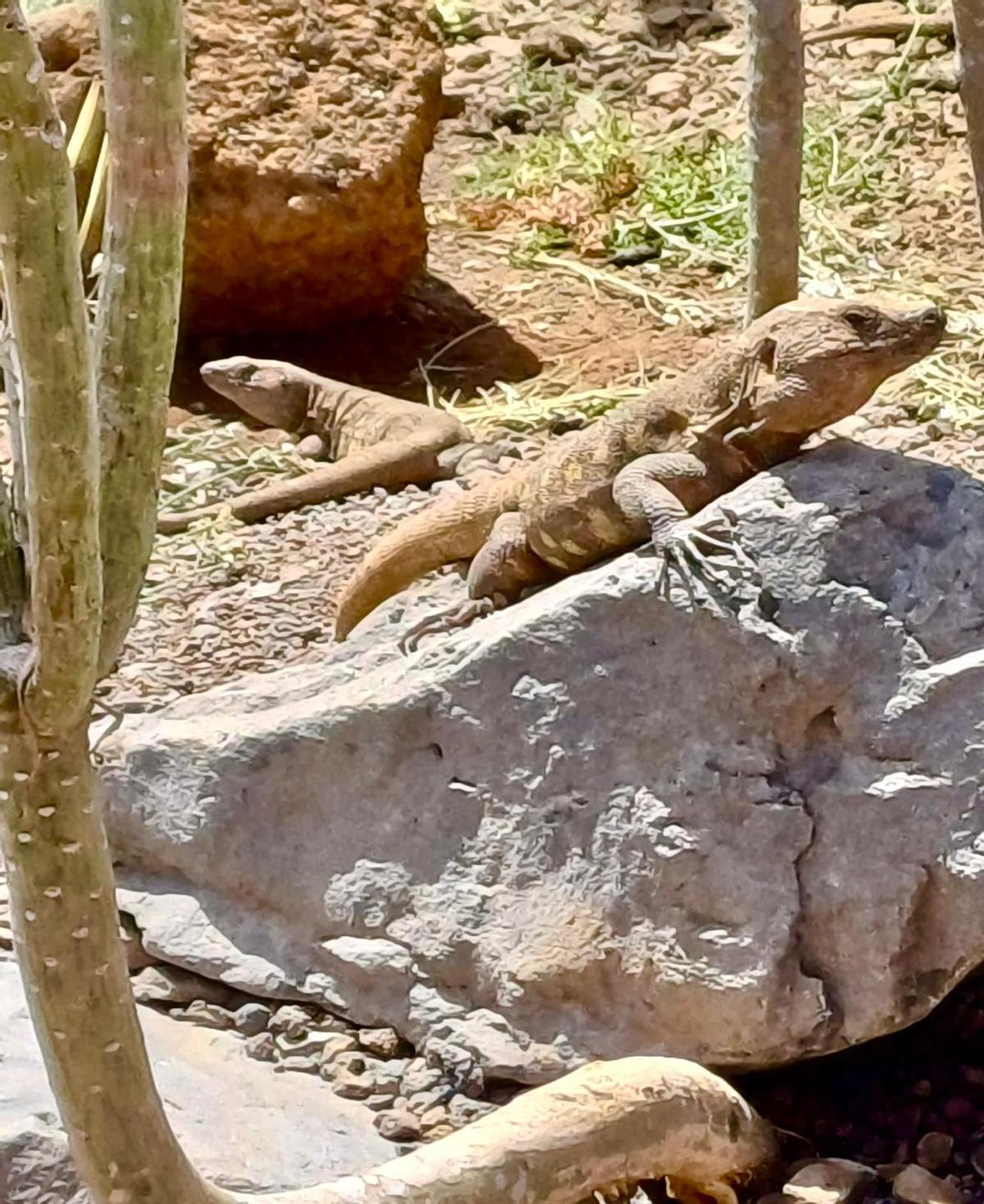 Dos ejemplares de lagarto gigante del Centro de Recuperación de El Hierro.