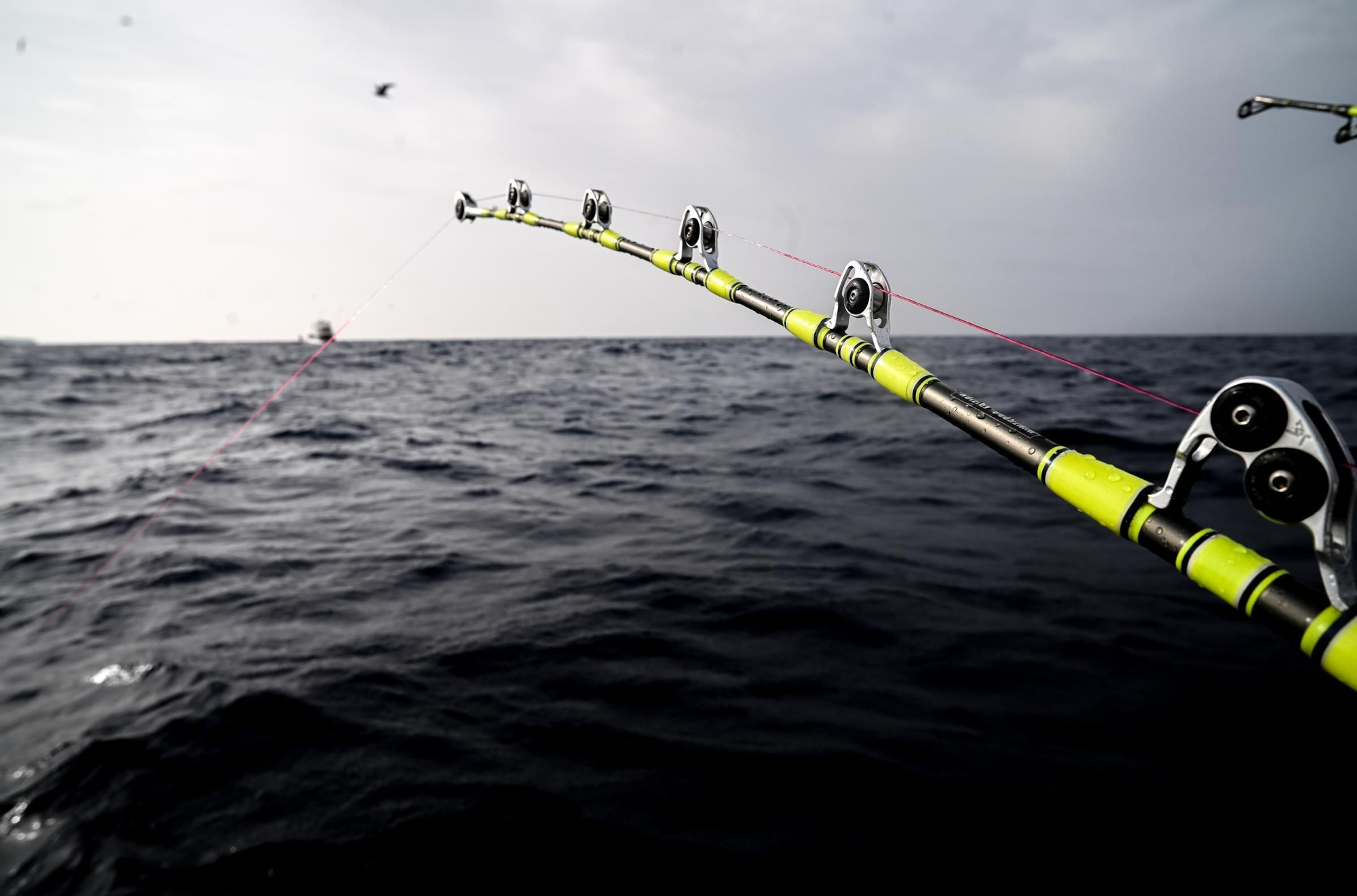Un día a bordo del Artic pescando atunes rojos para marcarlos con GPS
