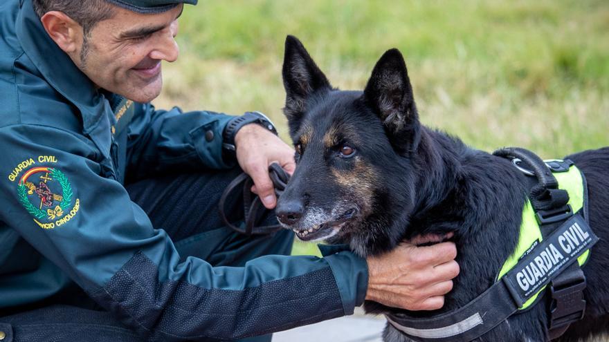 La merecida jubilación de la perra Dora tras 10 años detectando droga en la Guardia Civil