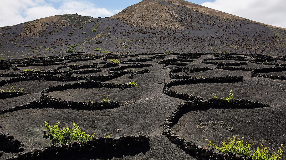 Cultivo en sistema de hoyos en la isla de Lanzarote