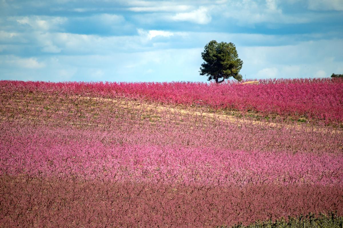 El espectáculo de la floración de los frutales en el Baix Segria, Lleida