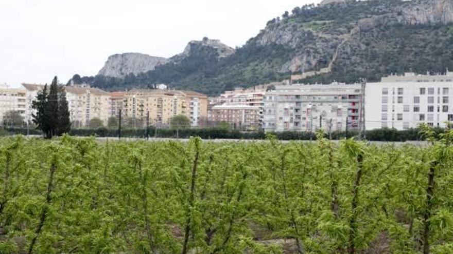 Un mar de árboles frutales en uno de los accesos a Xàtiva