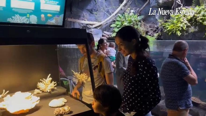 VÍDEO: El Acuario de Gijón, lleno en el primer día de puertas abiertas de su historia