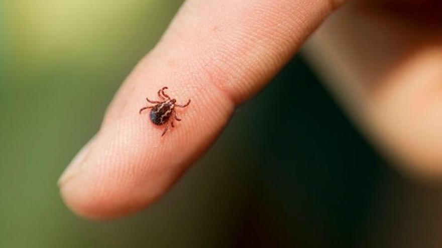 El calor hace que proliferen las garrapatas.