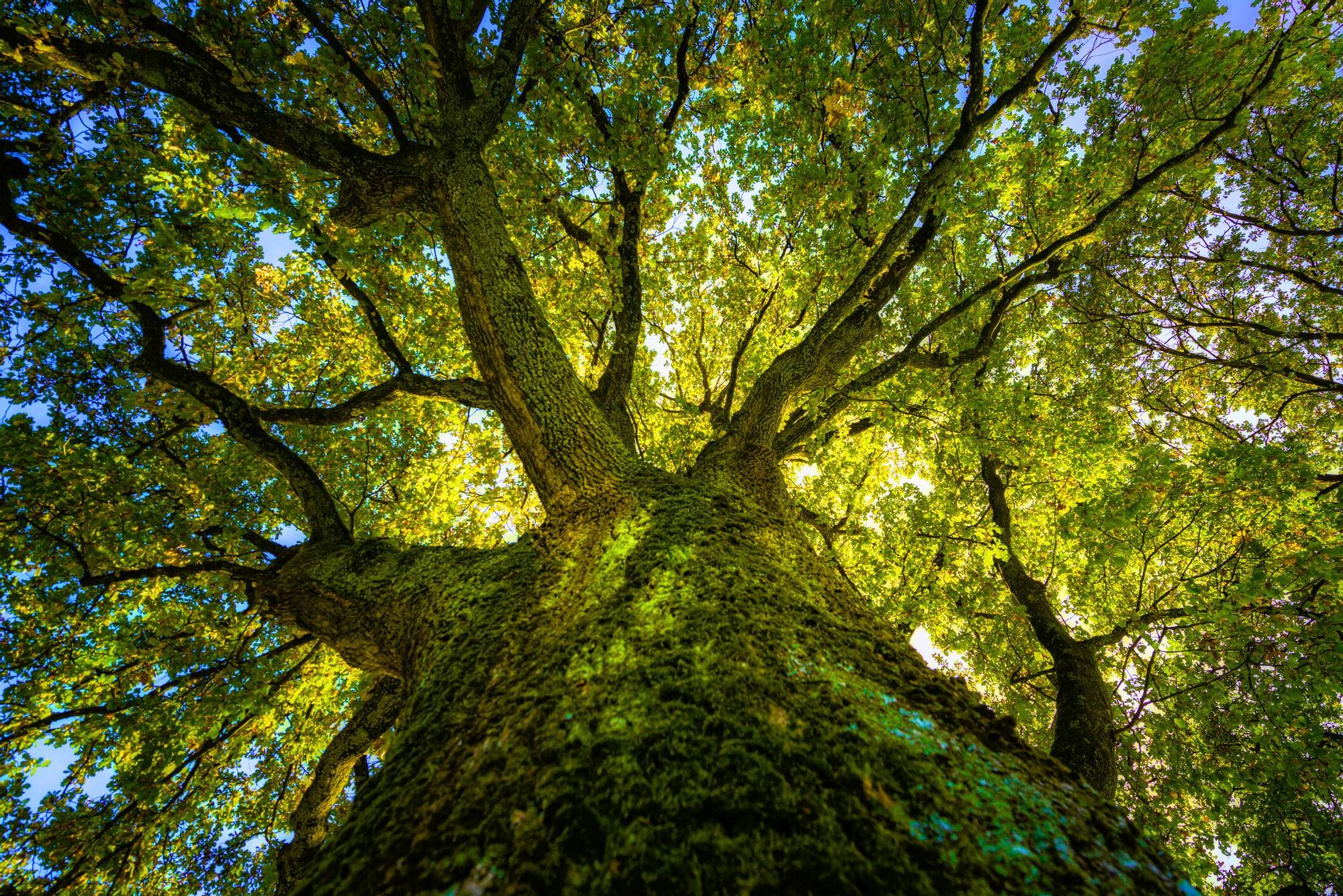 La primera rama del árbol de la vida podría descrifrar cosas jamás antes estudiadas de nuestros antepasados.