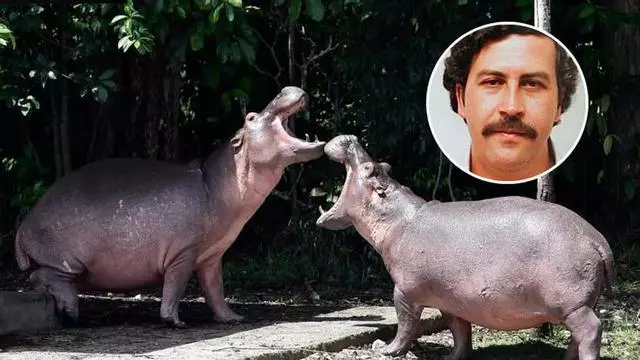 Los hipopótamos de Pablo Escobar serán sacrificados: este es el motivo