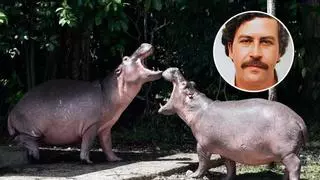 80 hipopótamos de la antigua finca del narco Pablo Escobar serán sacrificados: este es el motivo