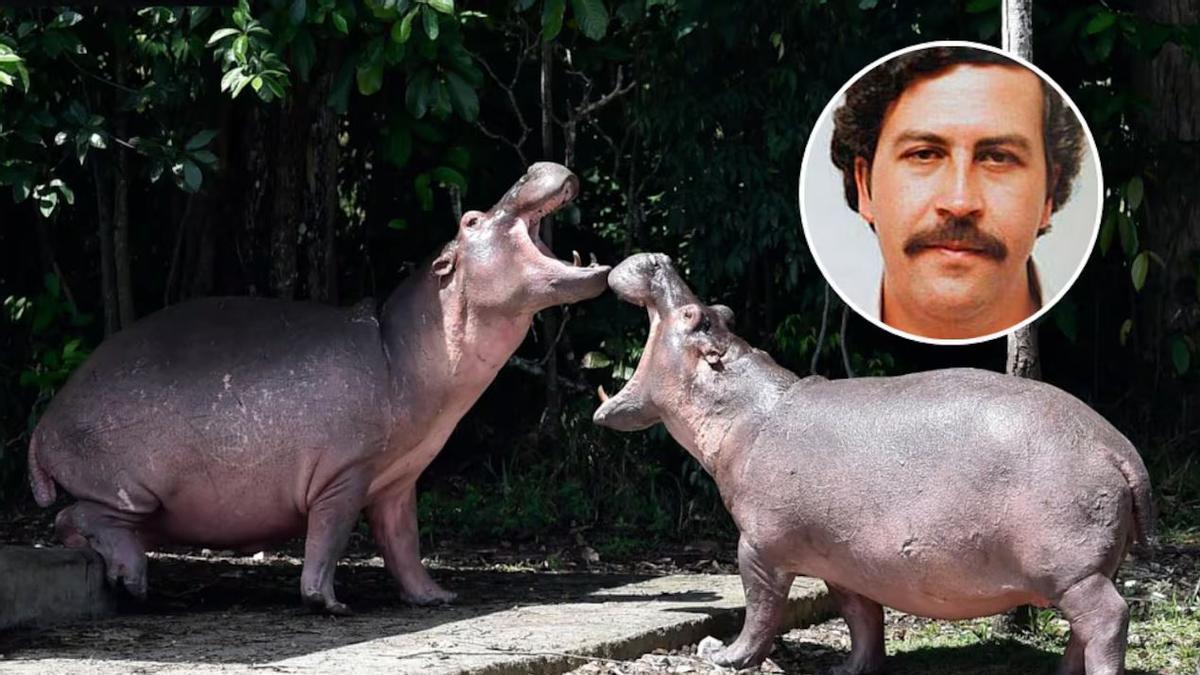 Los hipopótamos de Pablo Escobar serán sacrificados: este es el motivo