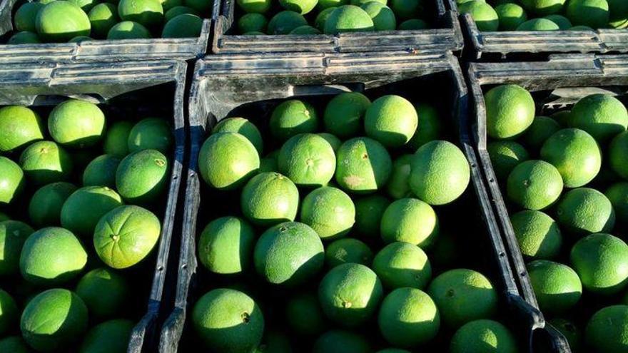 Alertan sobre la recolección de naranjas verdes