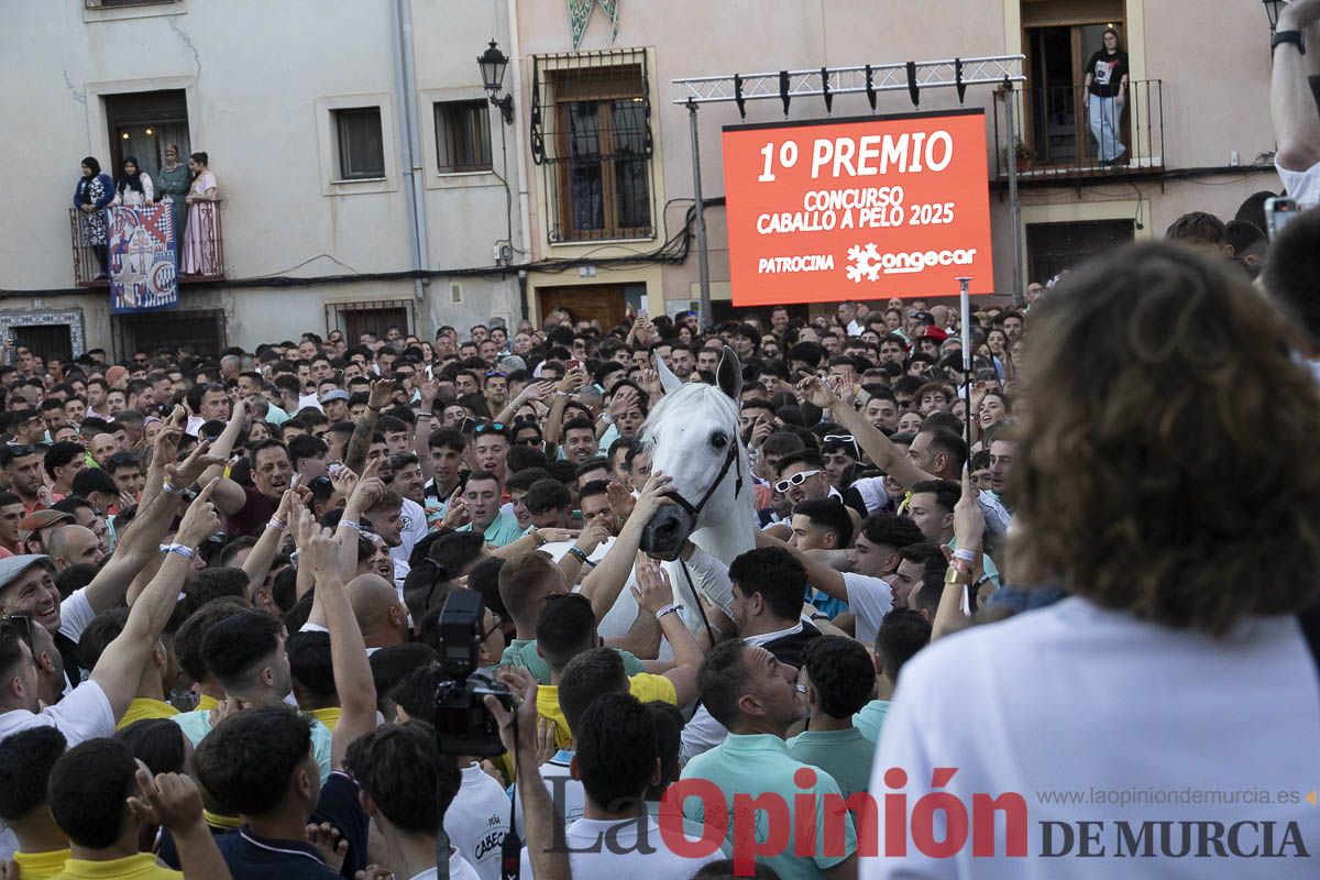 Fiestas de Caravaca | Entrega de premios del concurso morfológico