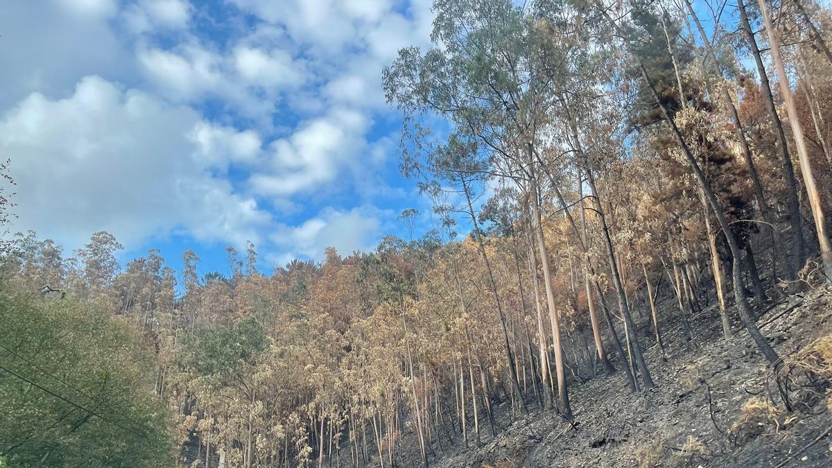 La Aemet avisa: prohibidas las quemas en 19 concejos de Asturias ante el riesgo "muy alto" de incendios forestales