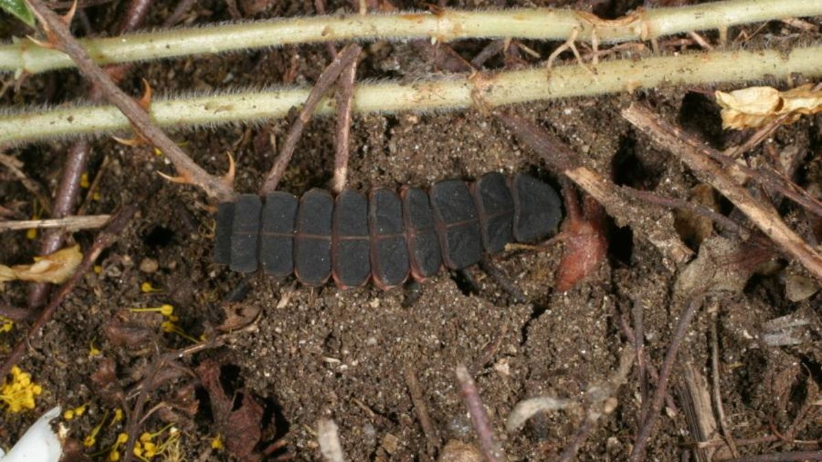 Ejemplar de una hembra de luciérnaga avistada por el catedrático en Sálvora