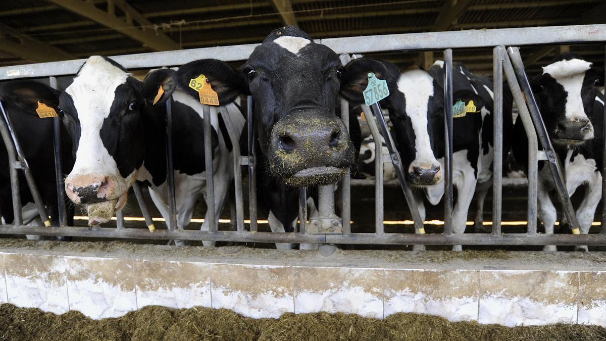 Vacas estabuladas en una ganadería.