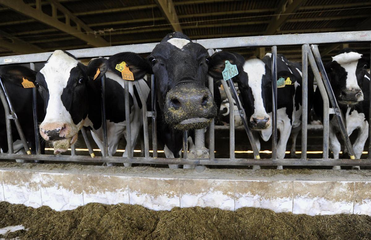 Vacas estabuladas en una ganadería.