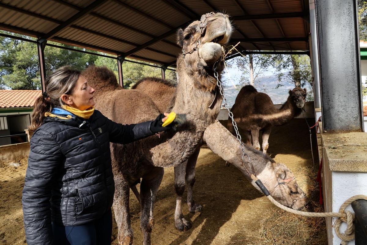 Los dromedarios ya están listos para trasladar a los Reyes Magos de Alcoy