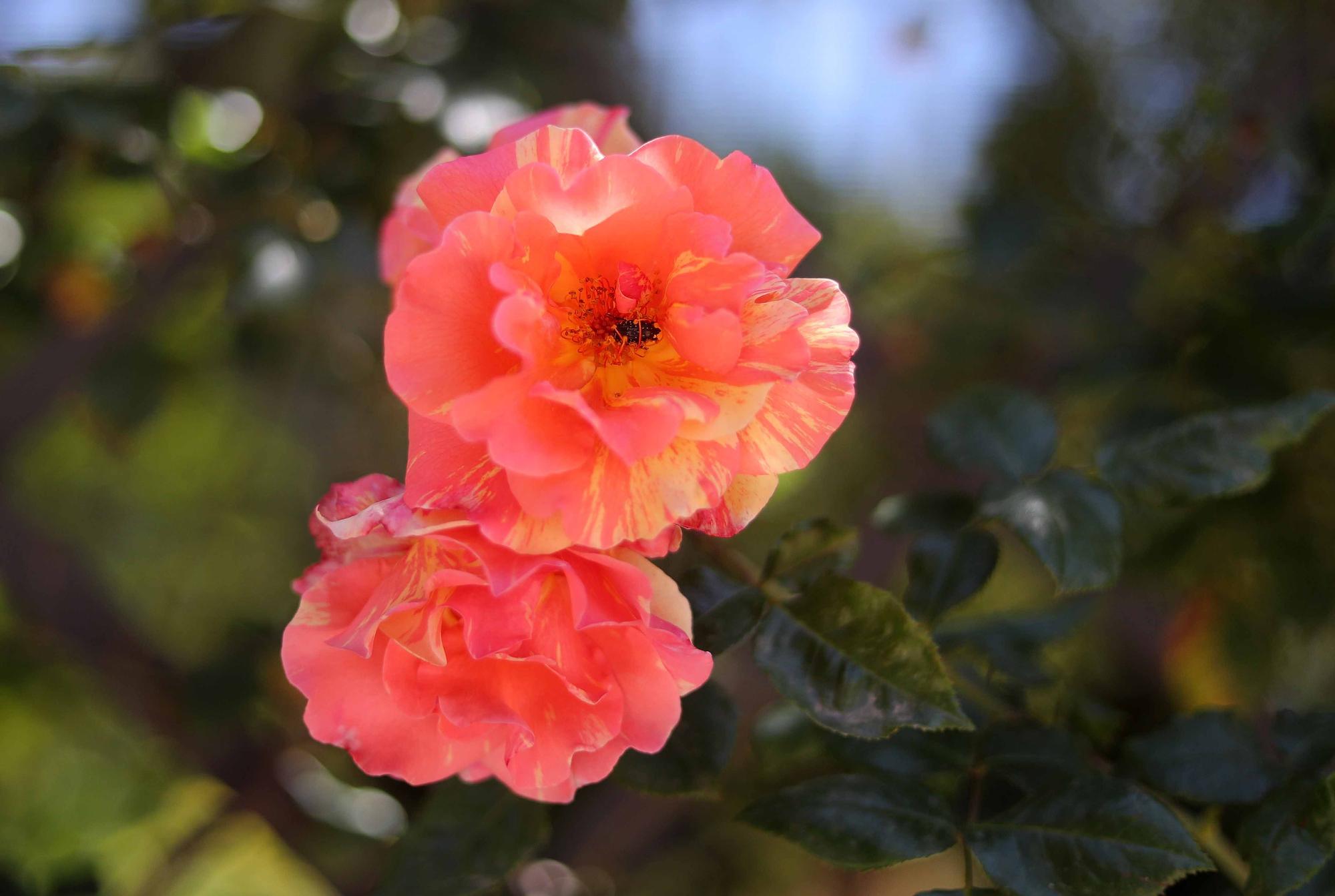 Las flores del Jardín Botánico en primavera