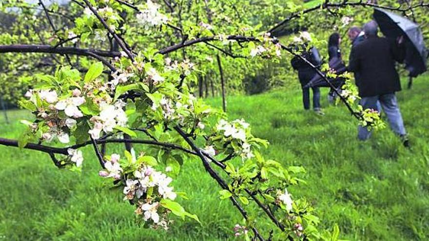 Los turistas pasean por la finca de La Llosa, con un manzano en flor en primer término.