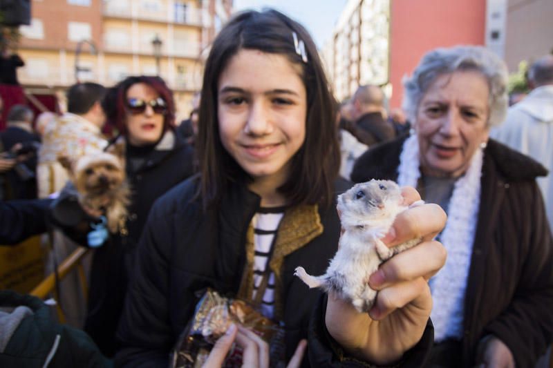 Bendición de animales por Sant Antoni del Porquet