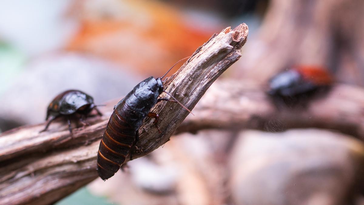 BARCELONA 08/06/2022 Barcelona. Zoo presenta nueva instalación invertebrados. Cucaracha gigante de Madagascar. Es una de las cucarachas más grandes del mundo, y cuando se ve amenazada produce una especie de silvido liberando aire por los agujeros respiratorios. FOTO de ZOWY VOETEN