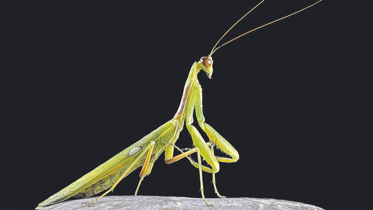 Retrato de una mantis fotografiada de noche en Sant Joan.