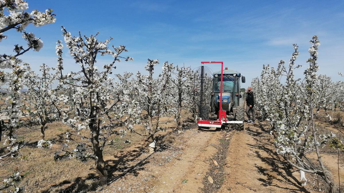 Un campo de cerezas esta primavera en la comarca del Cinca Medio.