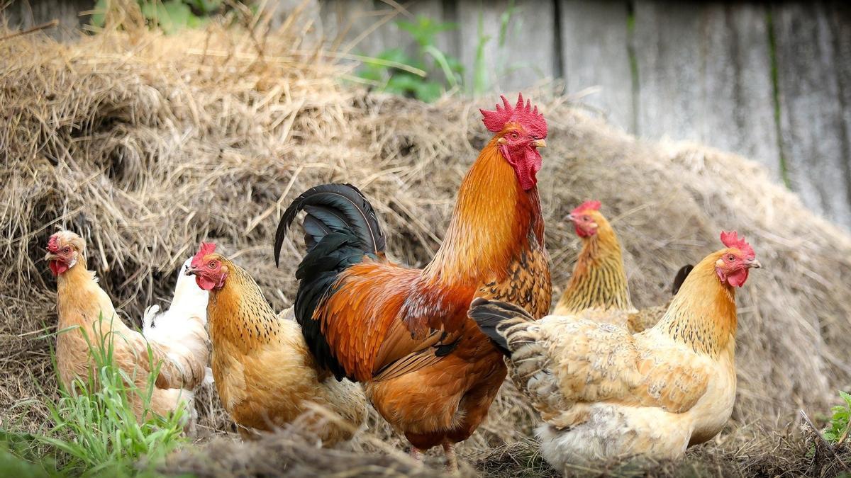 Varias gallinas y un gallo.