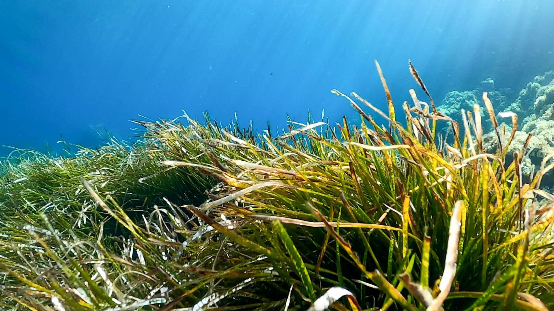 Portocolom | El estado de la posidonia en la bahía, en imágenes