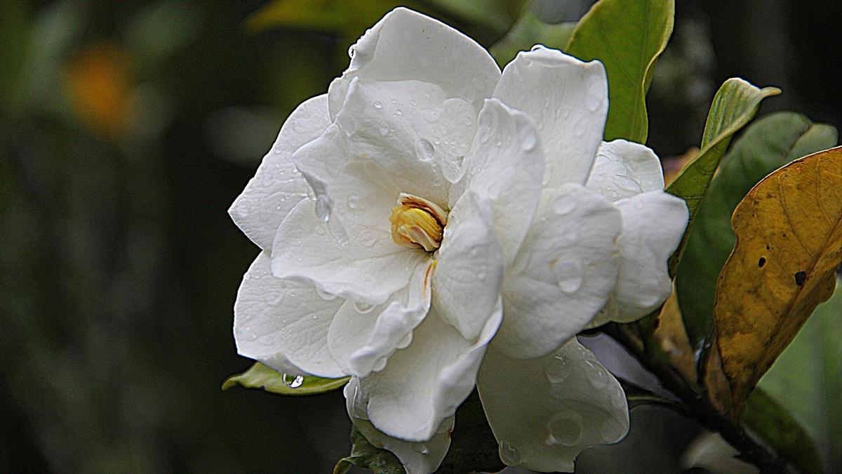 Así debes cuidar las gardenias para tener siempre flores frescas en casa -  Información